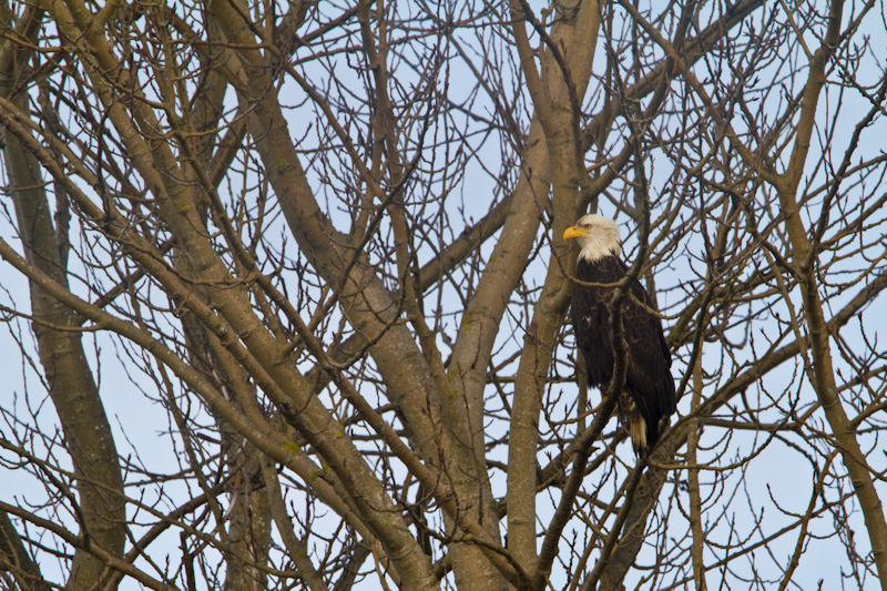 Bald Eagle